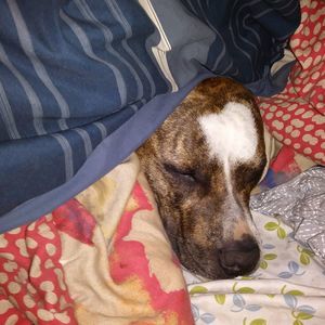 Meet your Posher, Louie